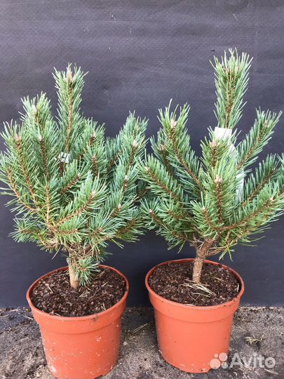 Сосна обыкновенная Ватерери