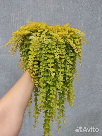 Вербейник монетчатый