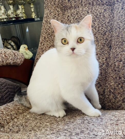 Шотландская кошечка