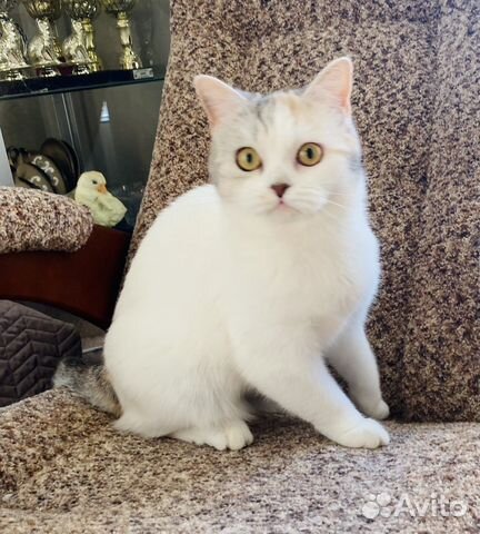 Шотландская кошечка