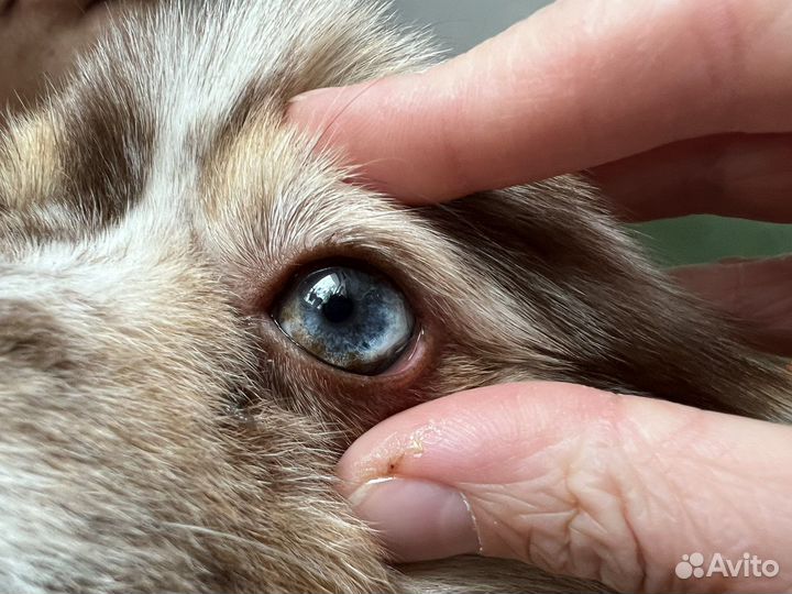 Немецкий шпиц вязка