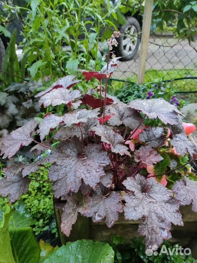 Гейхера для сада