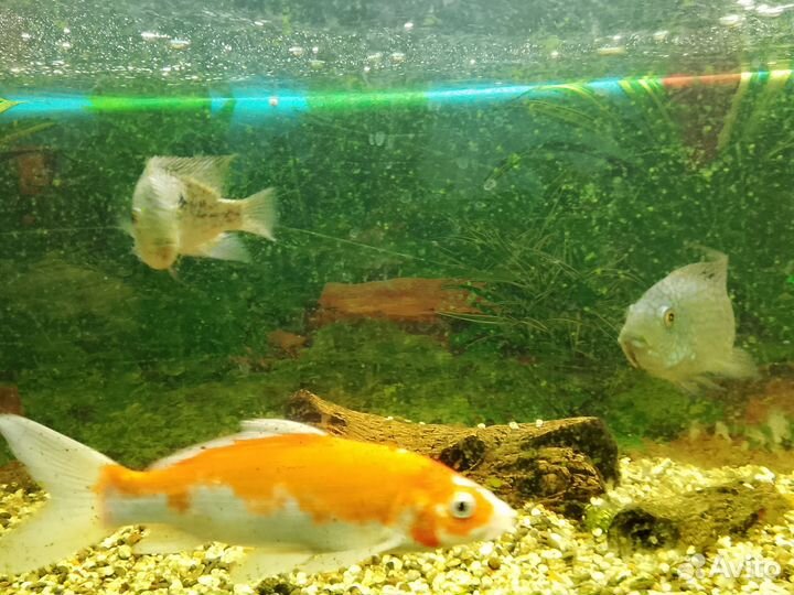 Бриллиантовая цихлазома самцы