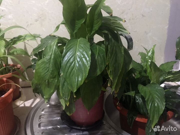 Домашние цветы