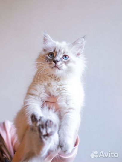 Котята Невские Маскарадные