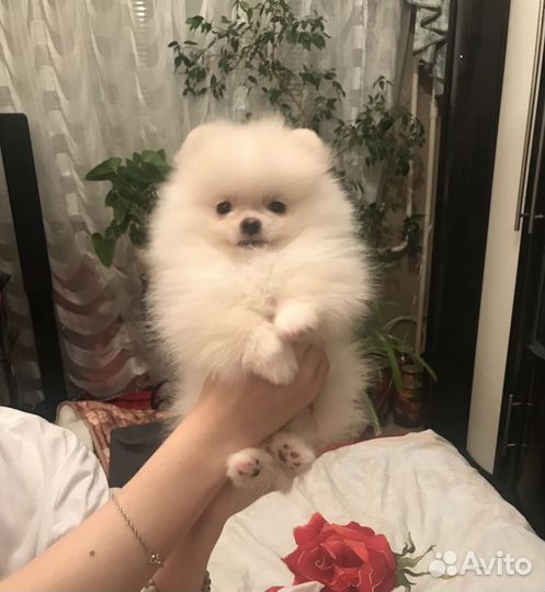 Померанский шпиц вязка