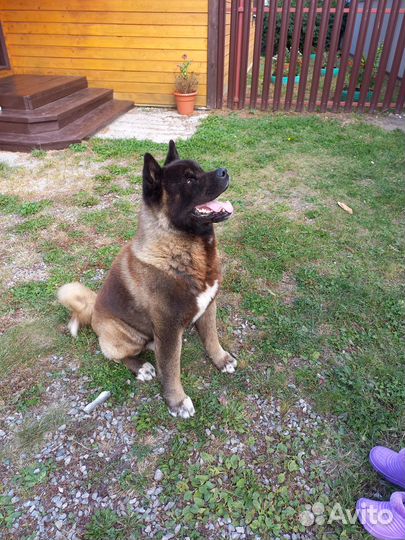 Американская акита вязка