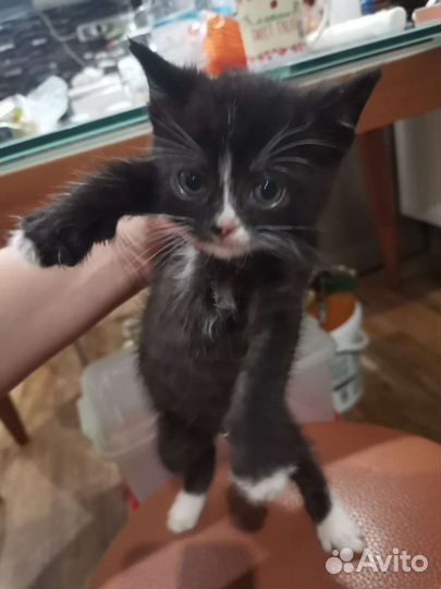 Кошка в дар бесплатно