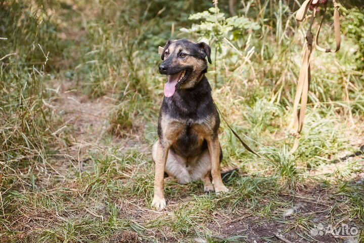 В добрые руки пёс Смельчак