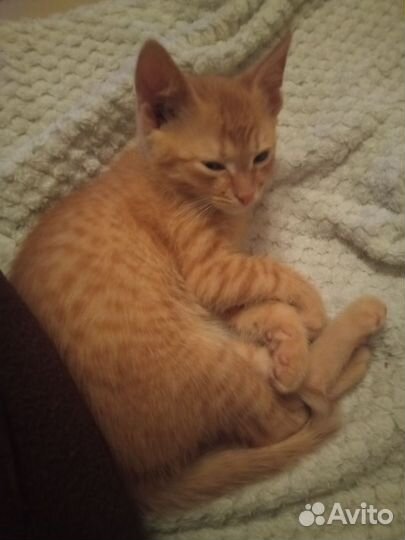 Рыжий котенок