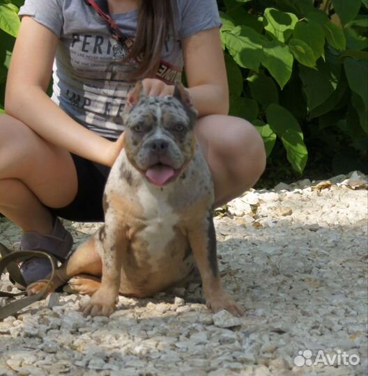 Американский булли покет