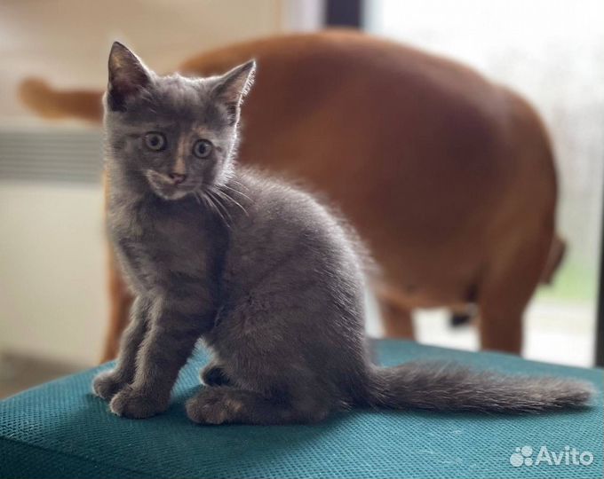 Котята от кошки крысоловки