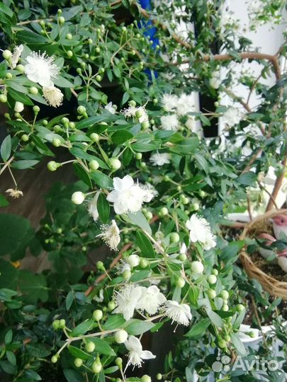 Мирт отводки