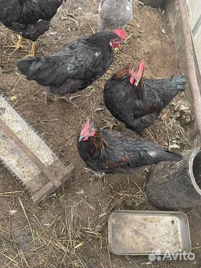 Молодые петухи