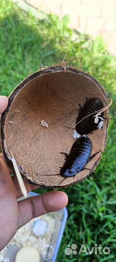 Мадагаскарский таракан Готовый домик с инструкцией