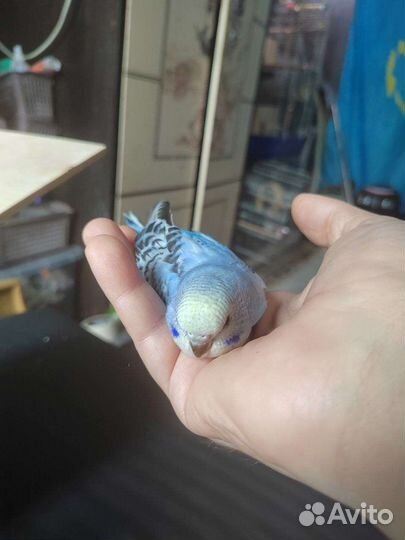 Птенцы волнистый попугай