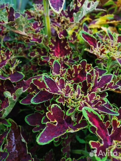 Колеусы сортовые