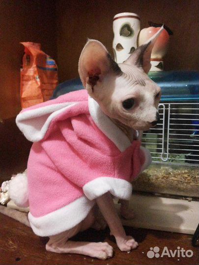 Одежда для кошек, собак