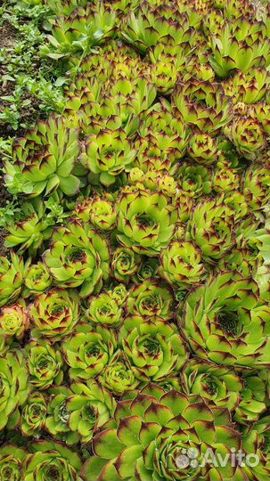 Молодило каменная роза для горки, деленка 5шт