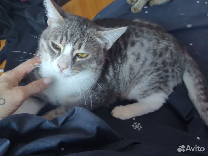 Отдам в добрые руки кота и кошку