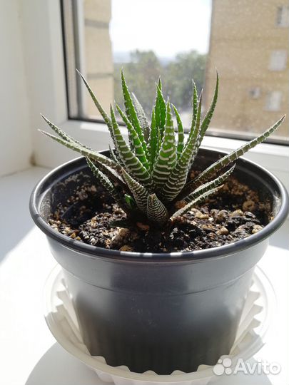 Хавортия полосатая