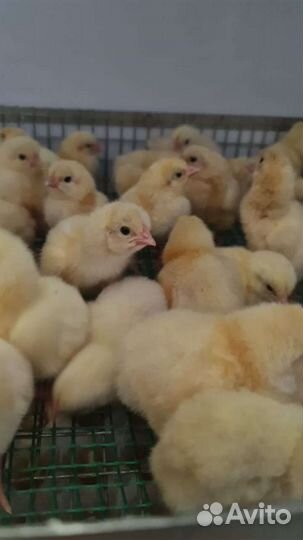 Цыплята бройлеры