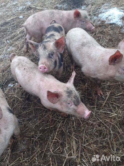Поросенок ландрас