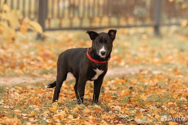 Собака в добрые руки щенок