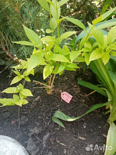 Растения для сада