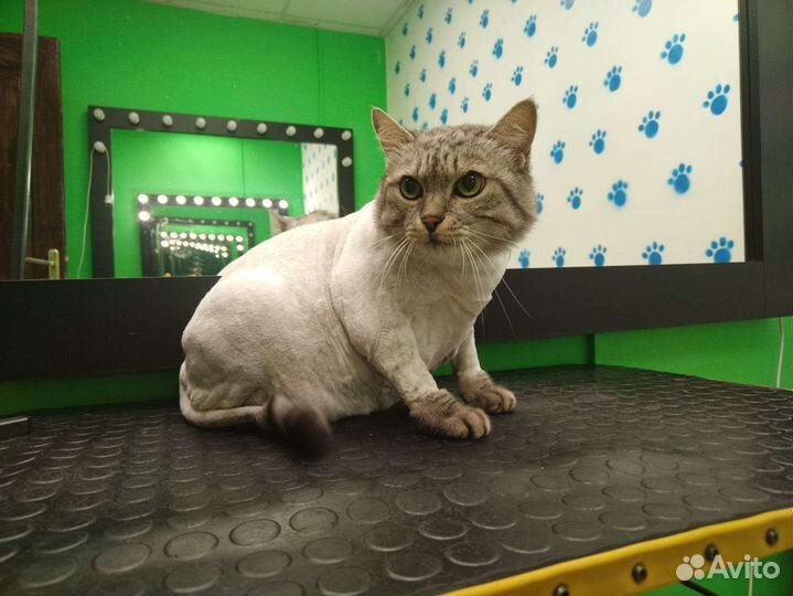 Кошка в дар