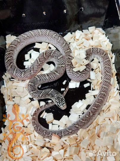 Королевские змеи (Lampropeltis)