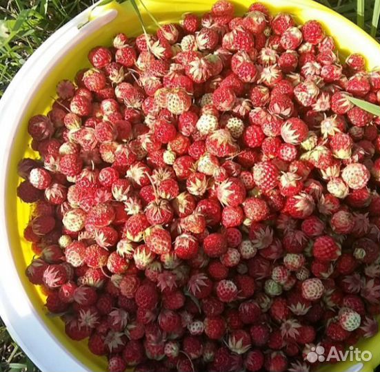 Клубника полевая