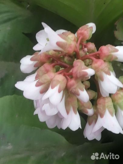 Первоцветы