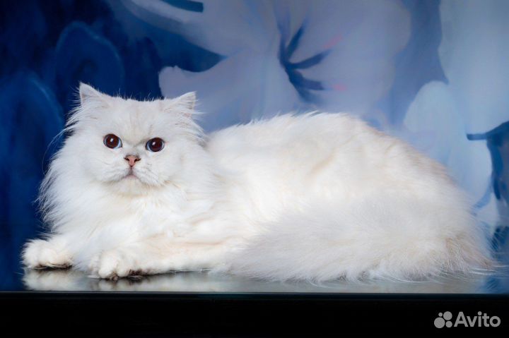 Британская серебристая длинношерстная шиншилла