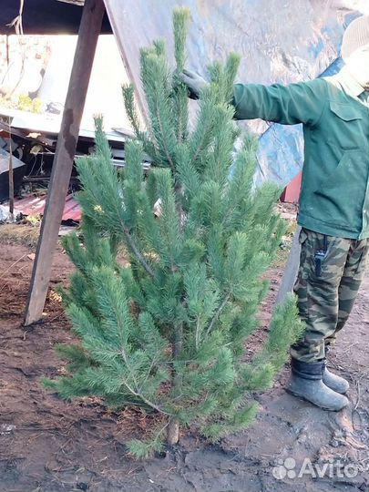 Новогодняя ёлка, сосна