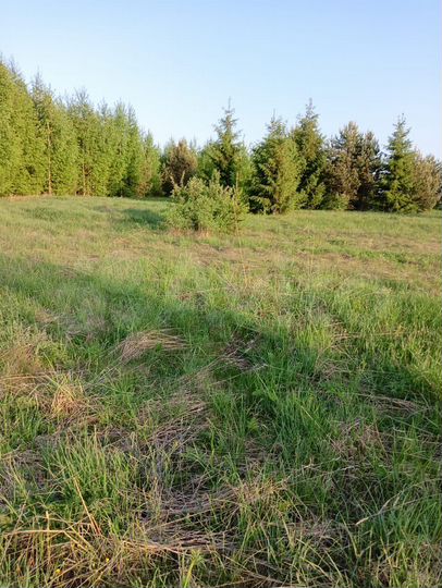 Участок 25 сот. (ИЖС)