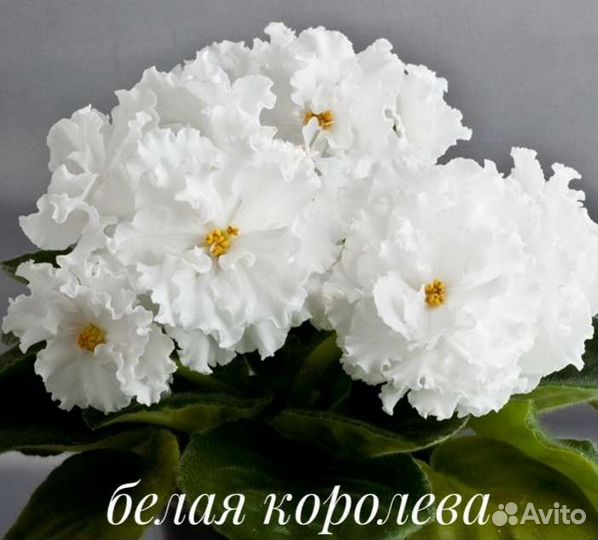 Фиалка, герань, каланхоэ