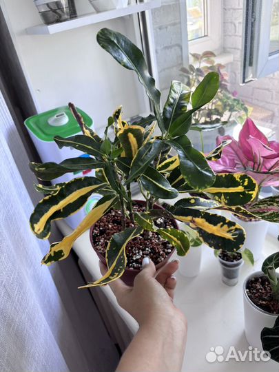 Кротон мамми