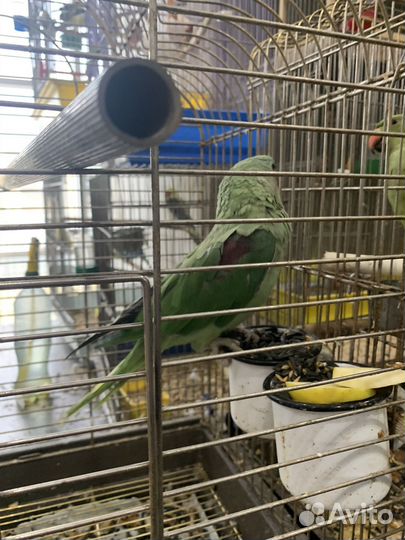 Александрийский попугай