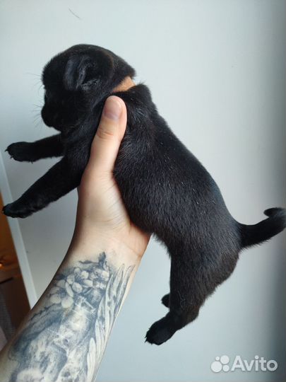 Щенки мопса