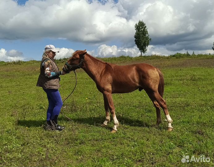 Продаем жеребенка