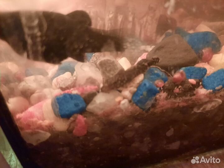 Сомики прилипалы собственного разведения 2 см