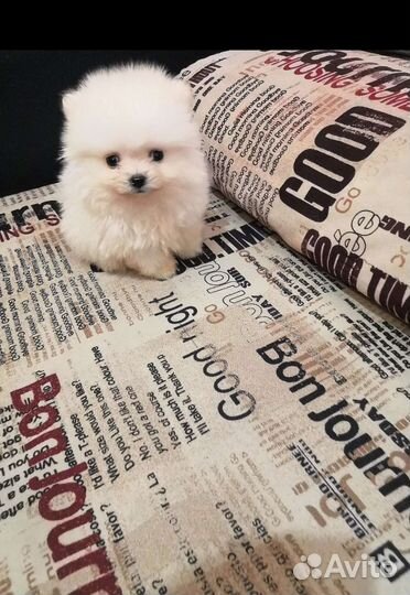 Щенки померанского шпица медвежьего типа