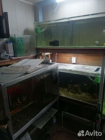 Продаются аквариумы и аквариумные рыбки