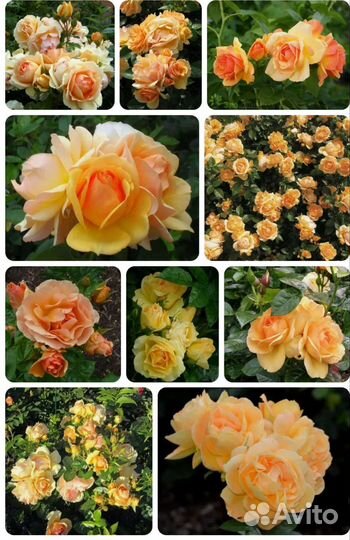Саженцы Роз