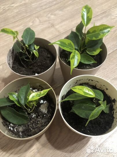 Фикус бенджамина