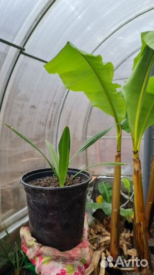 Пальма Трахикарпус, хамеропс, вашингтония, семяна