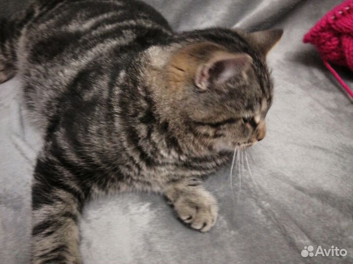 Котик в дар