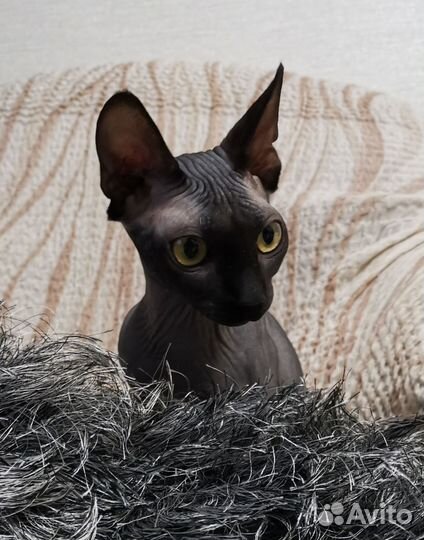 Канадский сфинкс кошка вязка