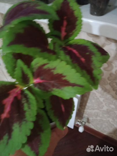 Продам цветы комнатные